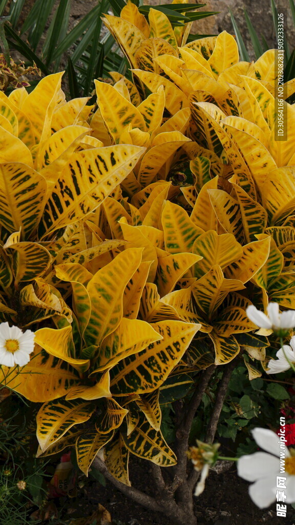 树叶植物