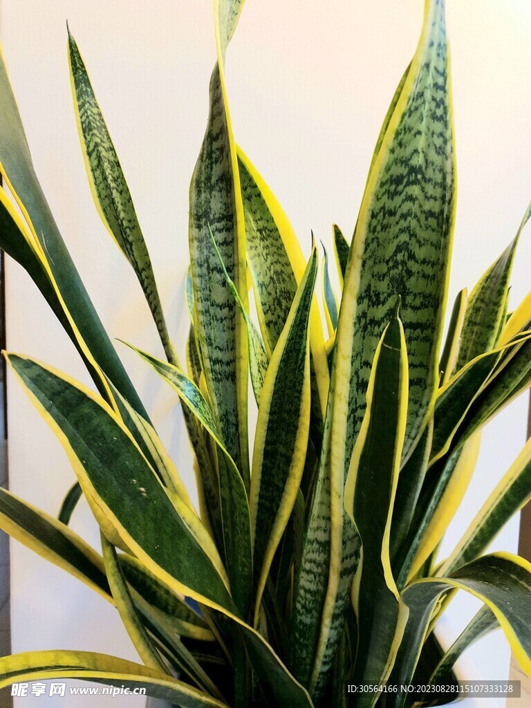 绿叶植物