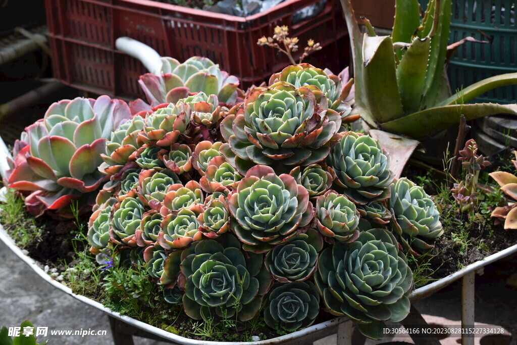 多肉植物