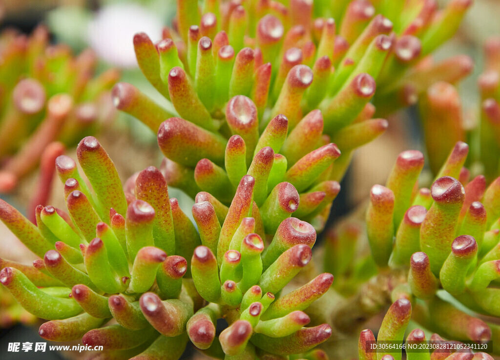 多肉植物