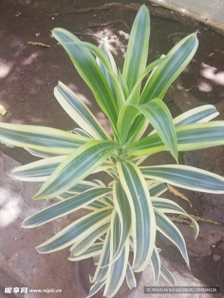 绿叶植物