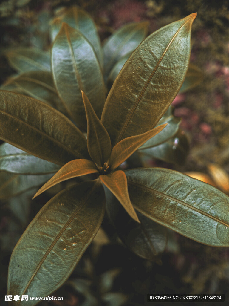 绿叶植物