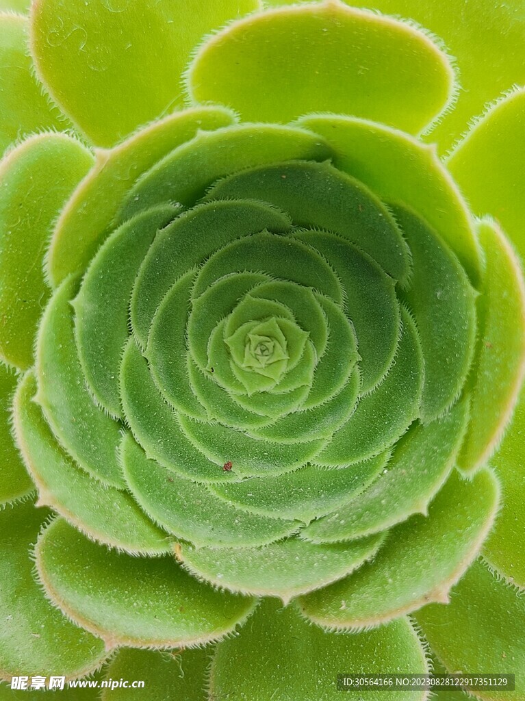 多肉植物