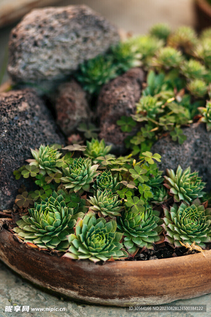 水培植物