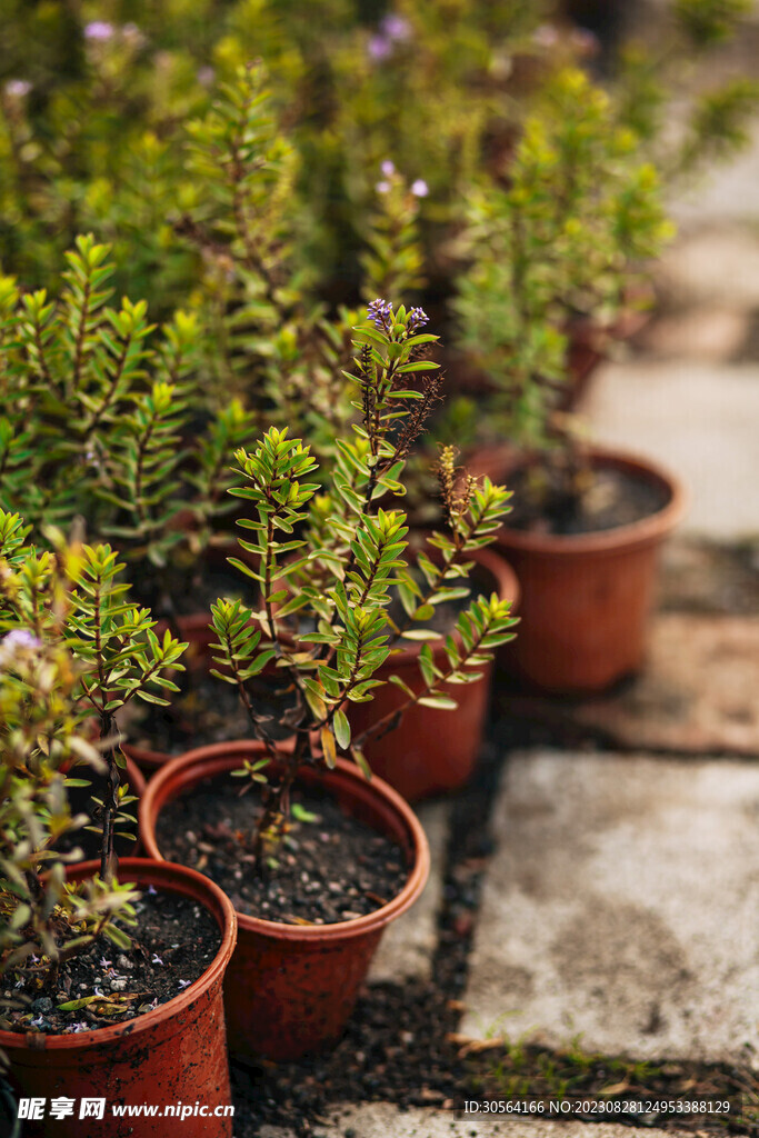 盆栽植物