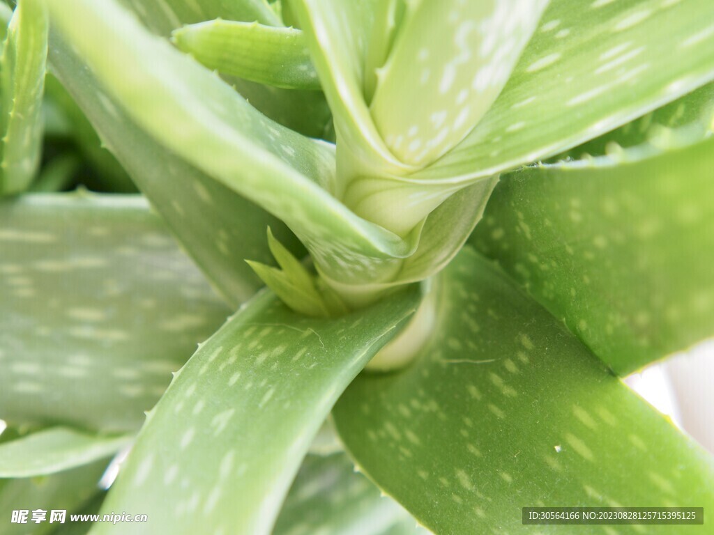 芦荟植物