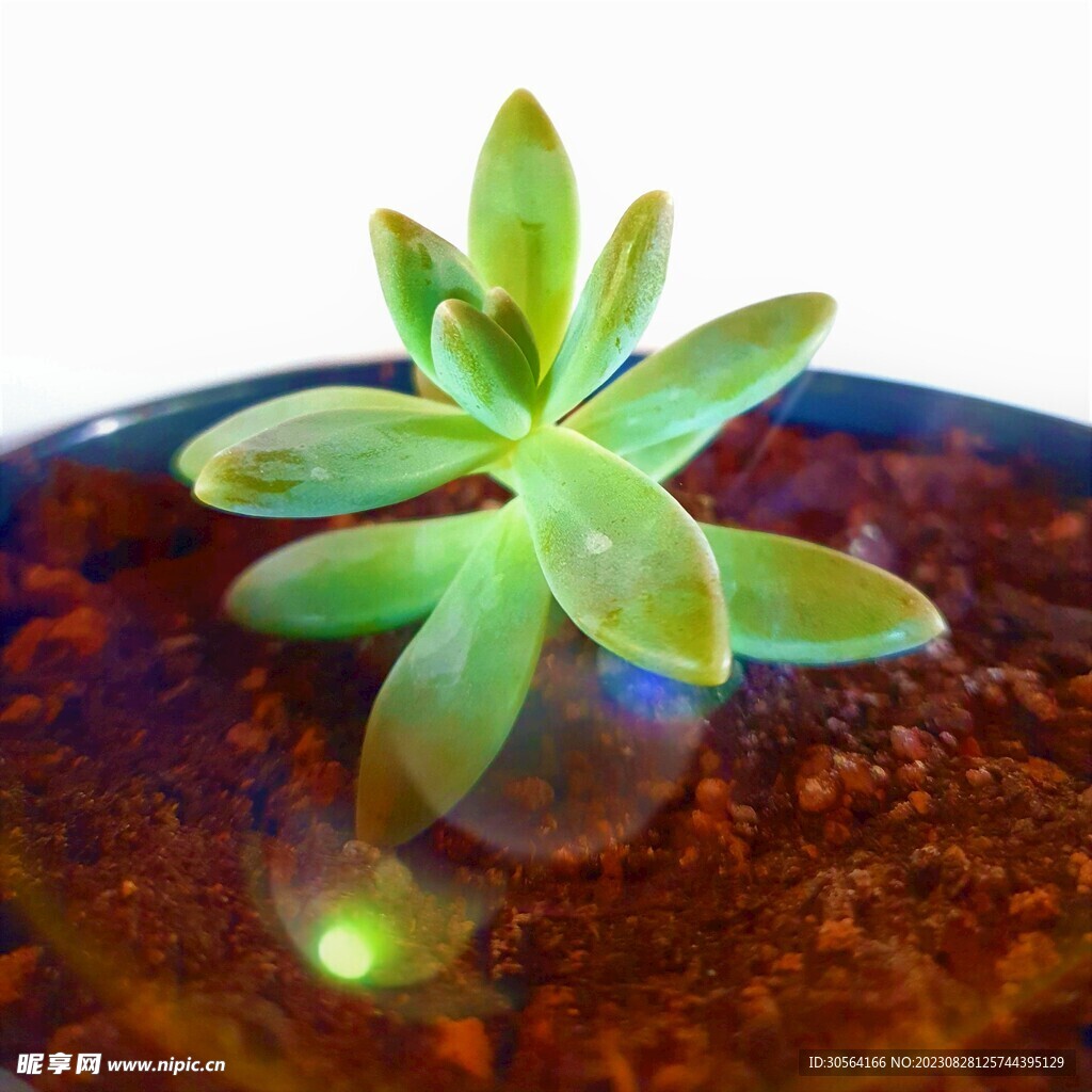 多肉植物