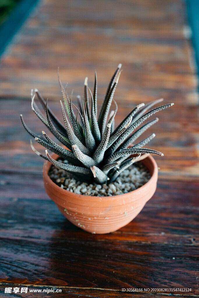 芦荟植物
