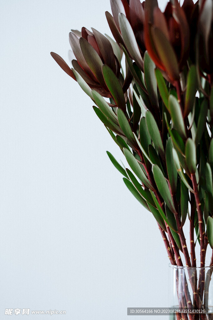 水培植物