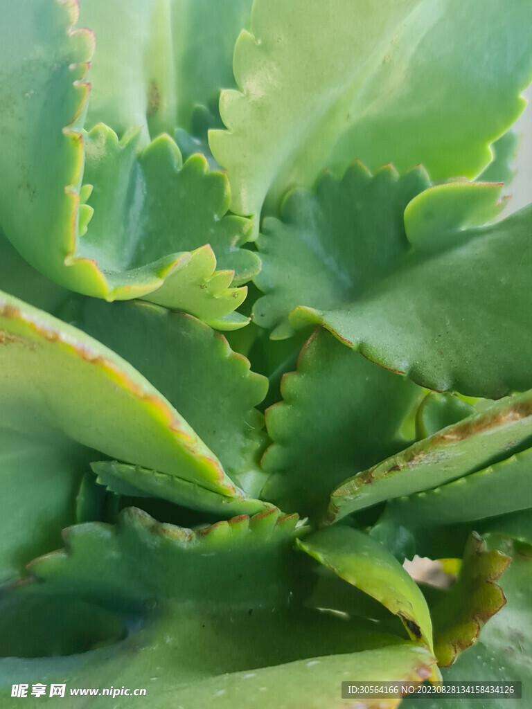 多肉植物