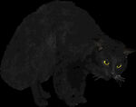 黑猫