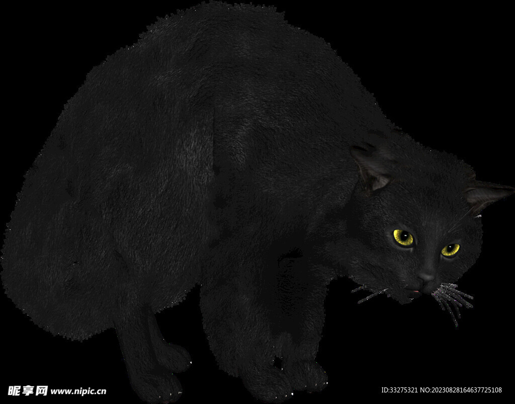 黑猫