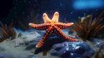 海星