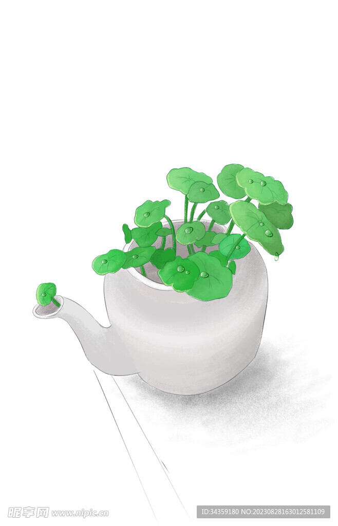 铜钱草