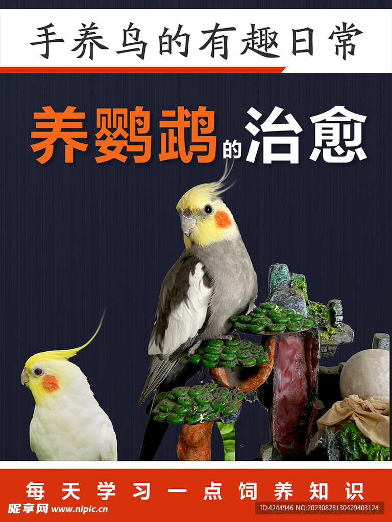 宠物鸟海报