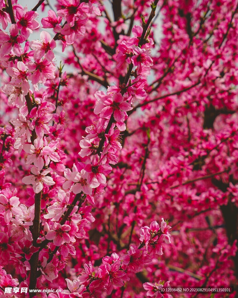 桃花