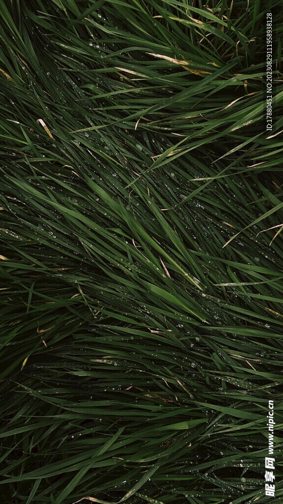 绿草