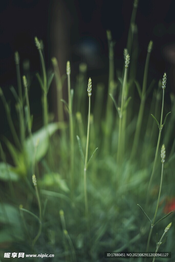 野草