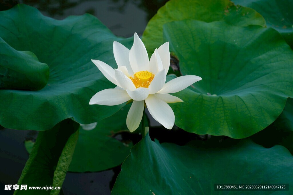 荷花