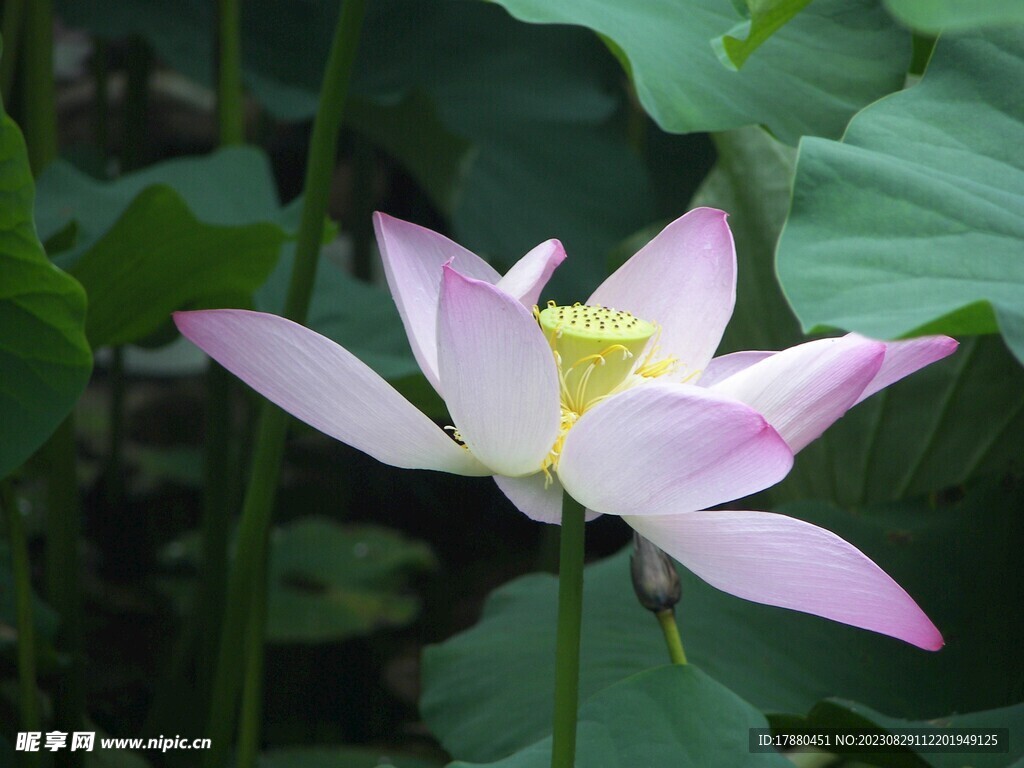 荷花