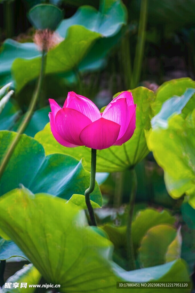 荷花
