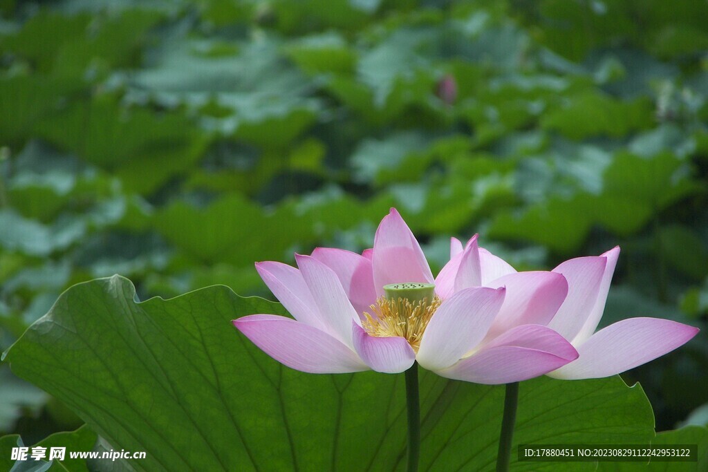 荷花