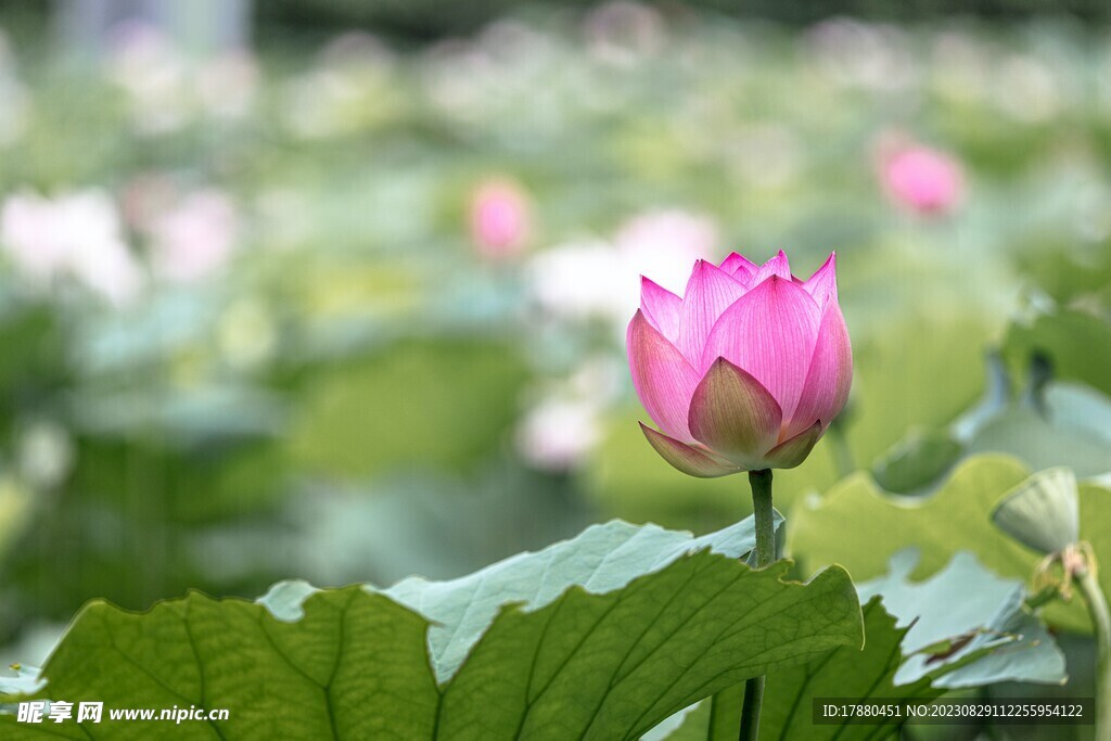 荷花