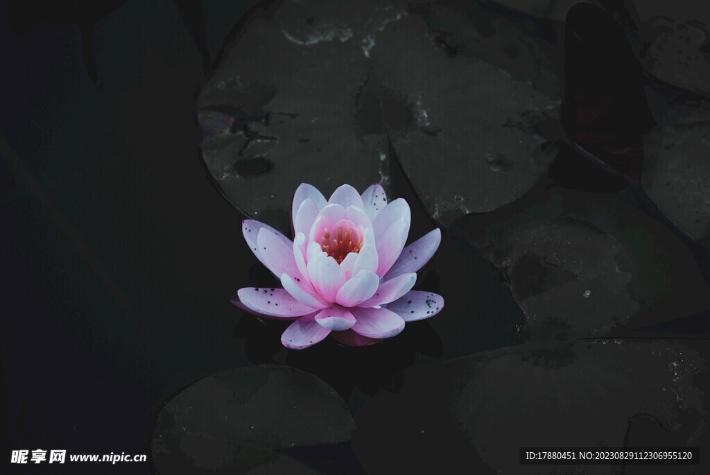 睡莲