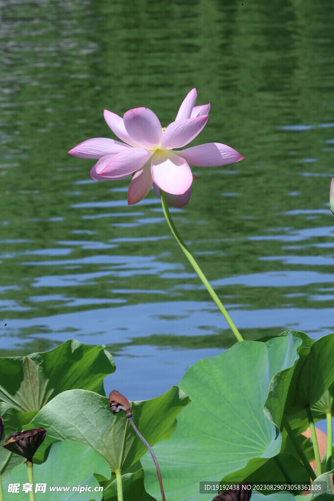 荷花荷叶