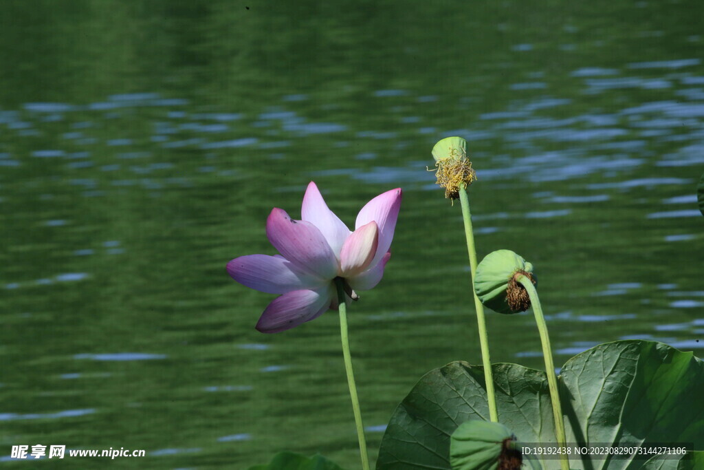 荷花荷叶 