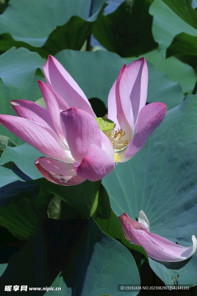 荷花荷叶