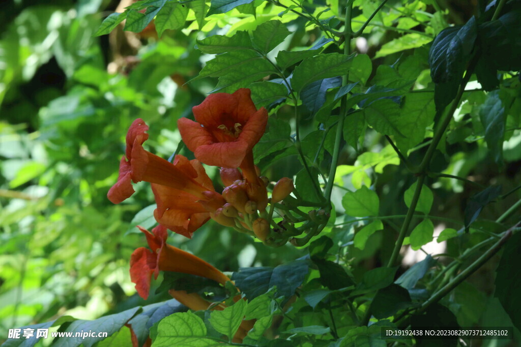 凌霄花