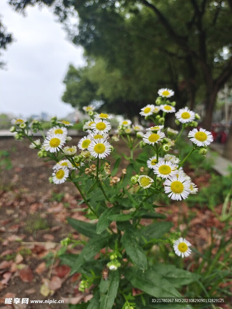 飞蓬花