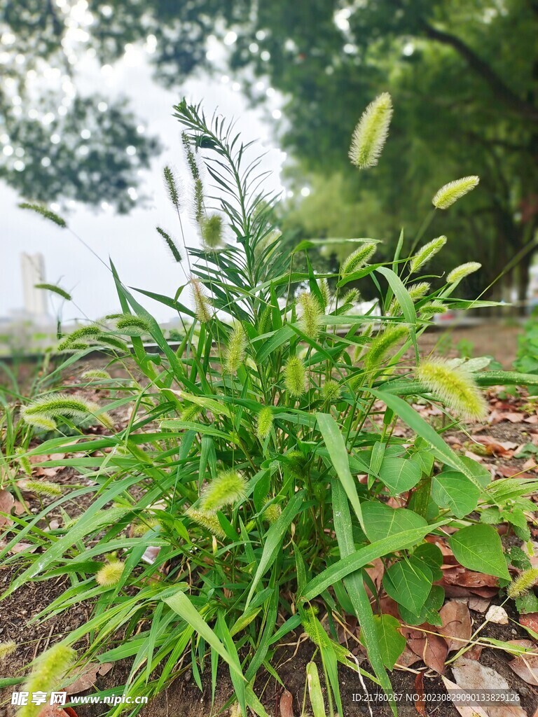 狗尾巴草