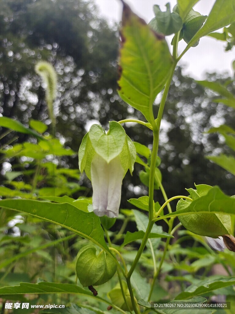 假酸浆花