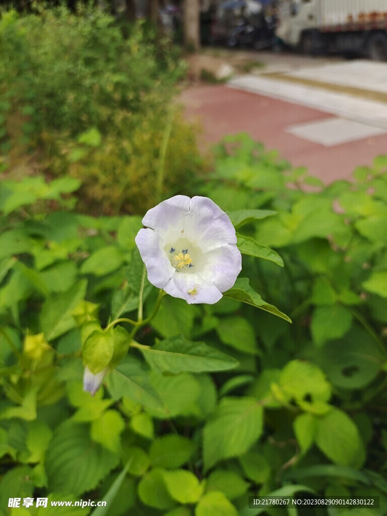 假酸浆