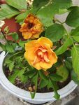 月季花