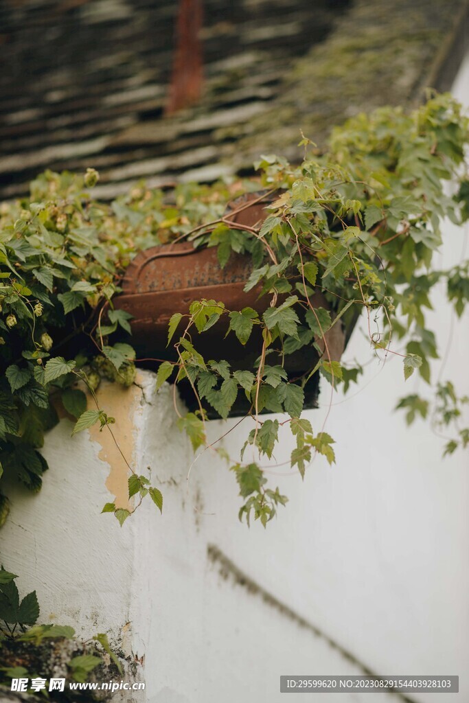 爬山虎