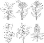 手绘花卉