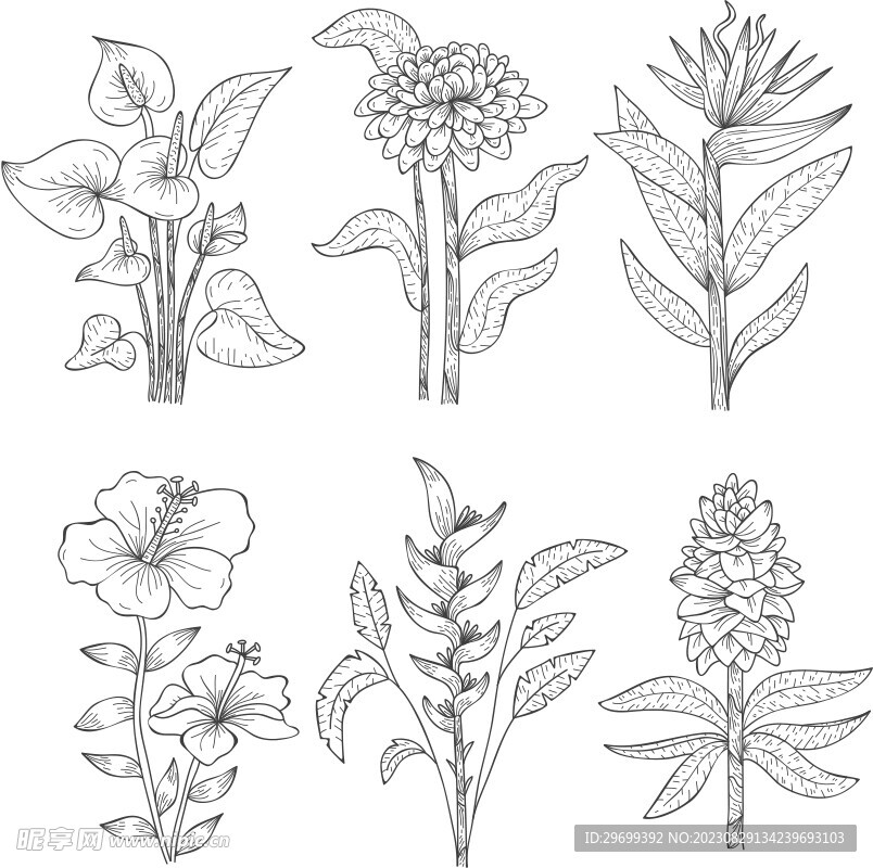 手绘花卉
