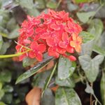 龙船花
