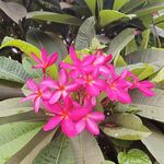 鸡蛋花 