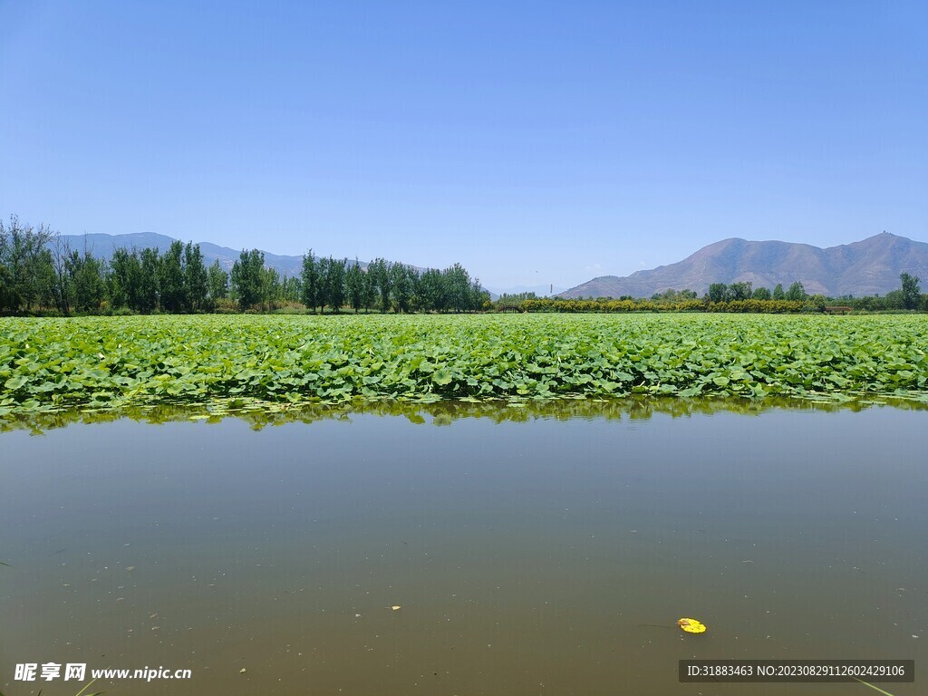 湿地风景