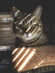 猫咪
