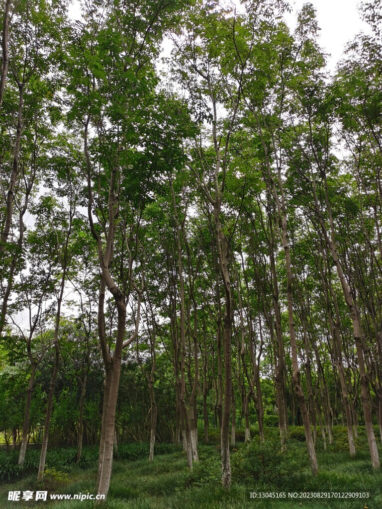 橡胶树林