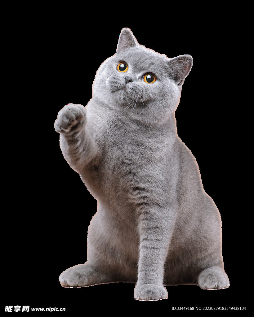 英短蓝猫