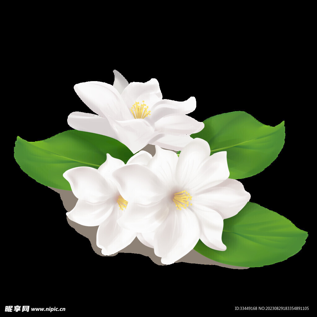 茉莉花