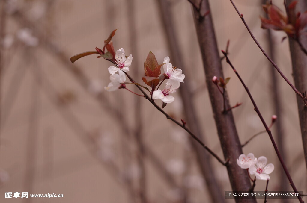 春天的花枝