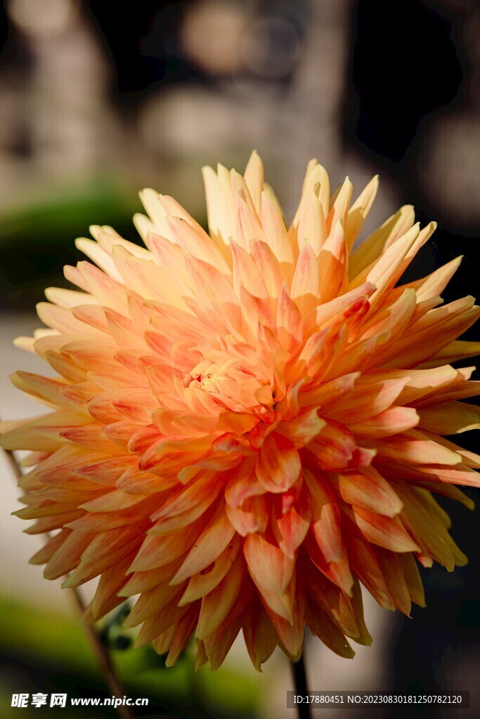 菊花