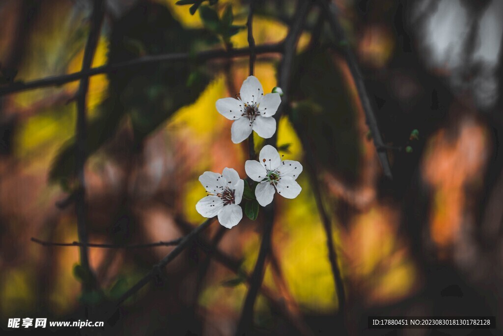 李花